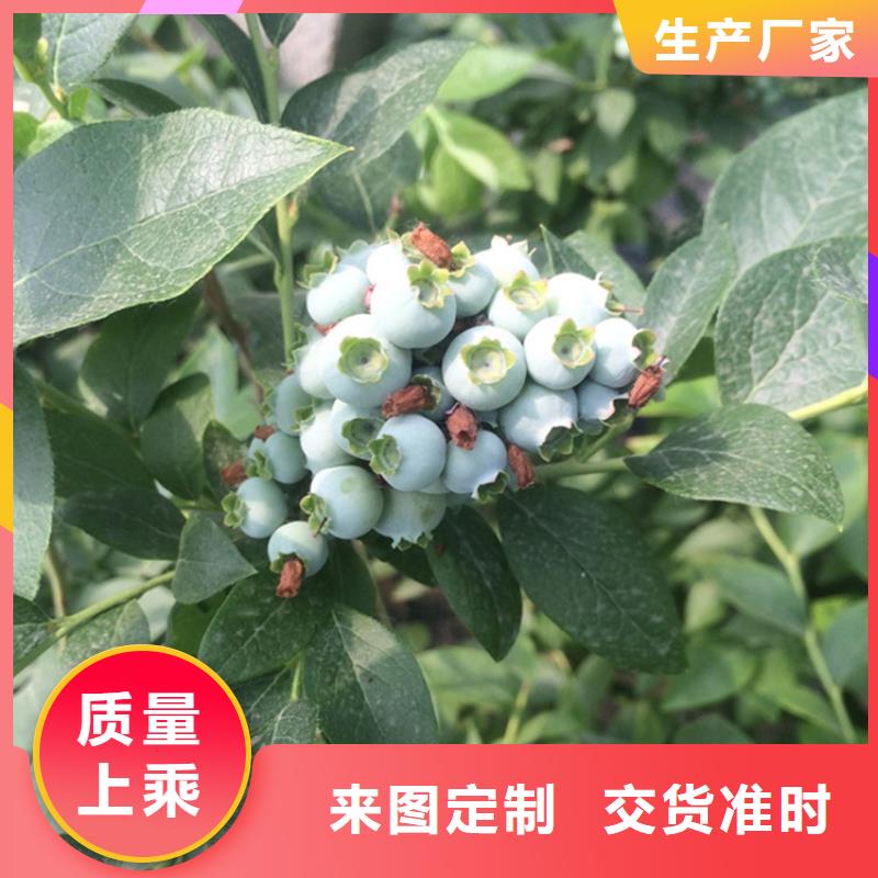 露天蓝莓苗适合种植地区定制定做