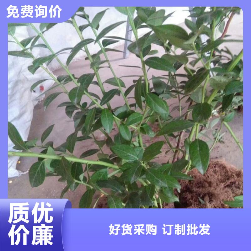 结果蓝莓树批发价格乌鲁木齐