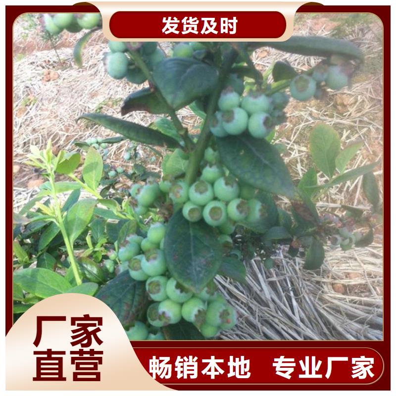 【蓝莓苗现货供应】多种规格供您选择