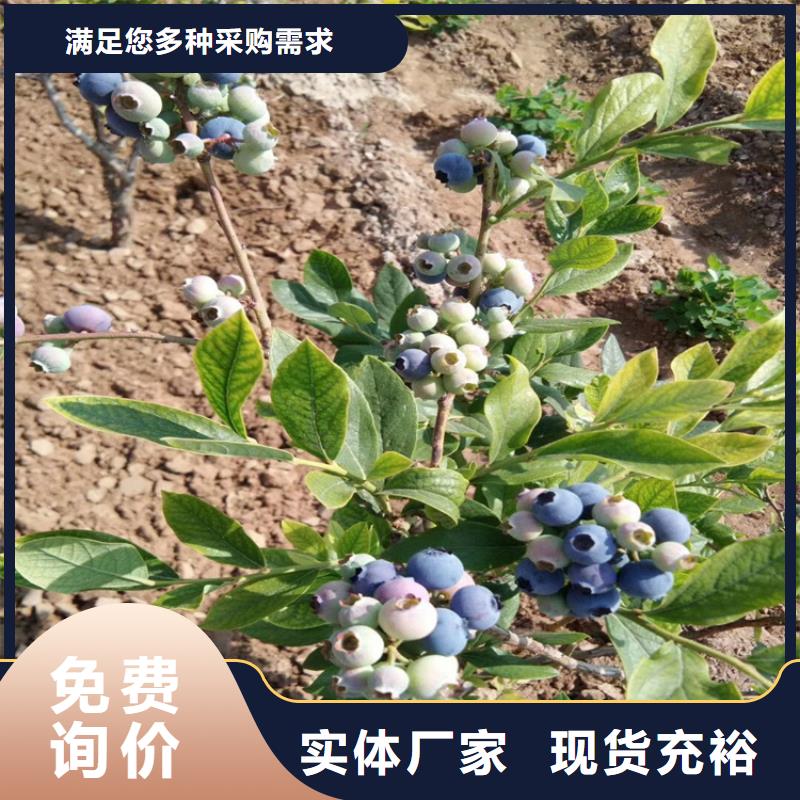 组培蓝莓苗基地直销精心推荐