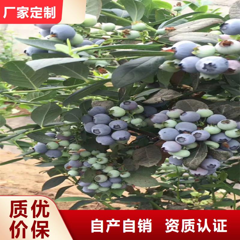 蓝莓苗产量多少宜昌