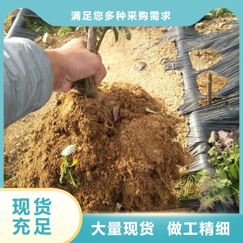 蓝莓穴盘苗全国走货定制不额外收费