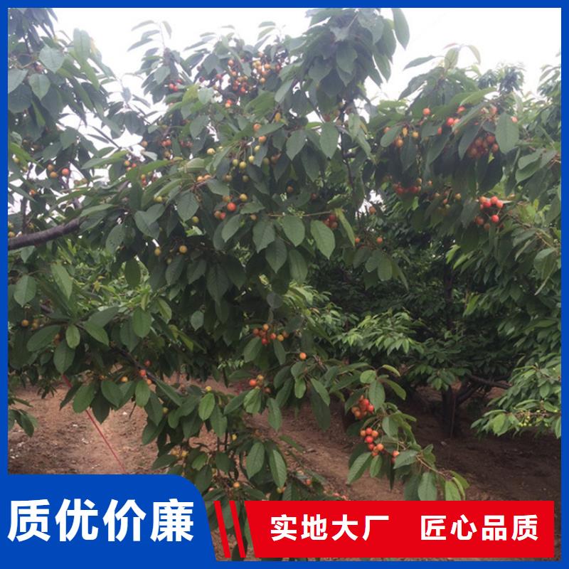 湘潭樱桃_樱桃苗的简单介绍