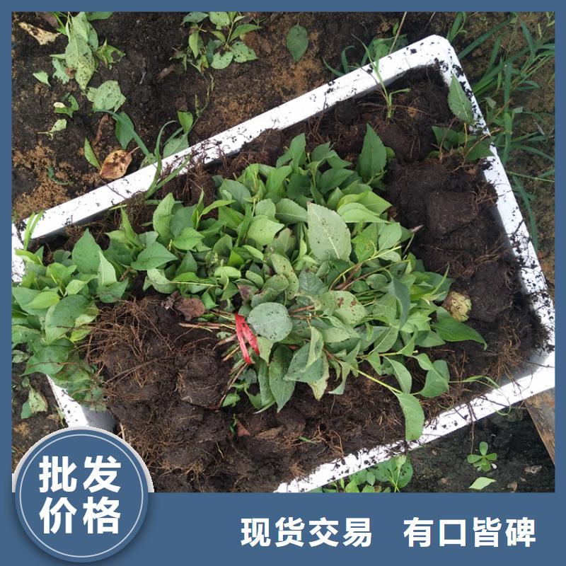 矮化车厘子树苗适合种植地区本地货源