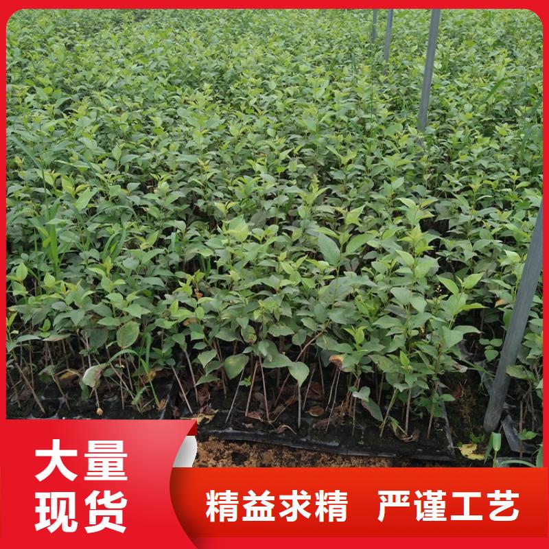 焦作樱桃苹果苗精心