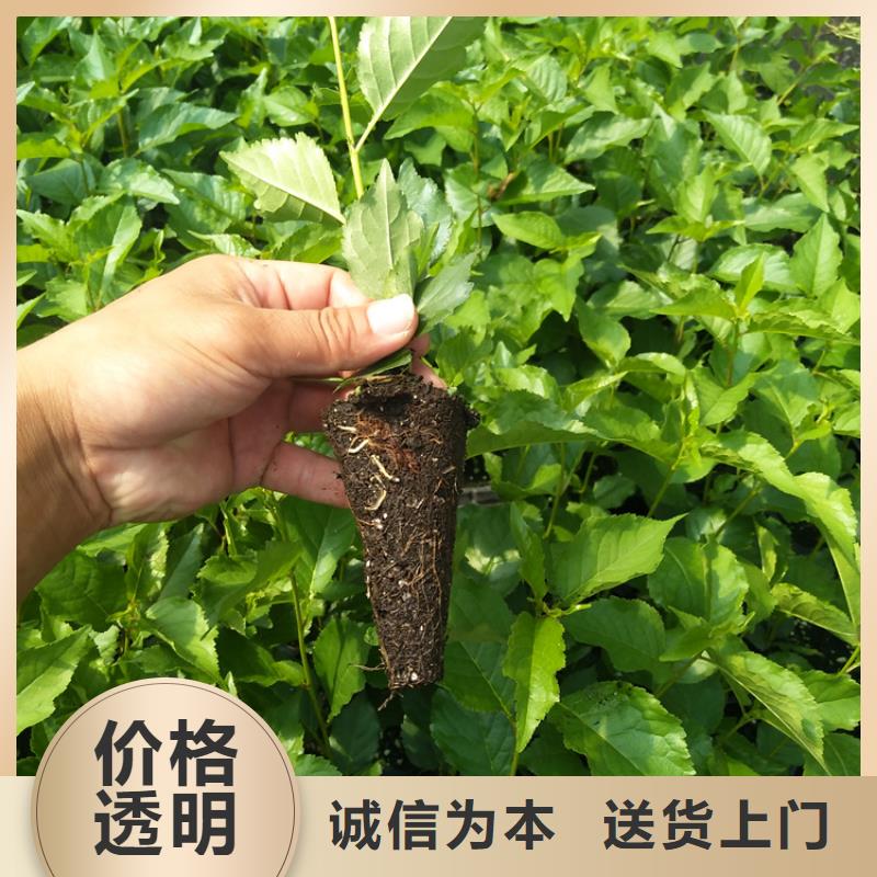 大樱桃树苗适合种植地区正规厂家