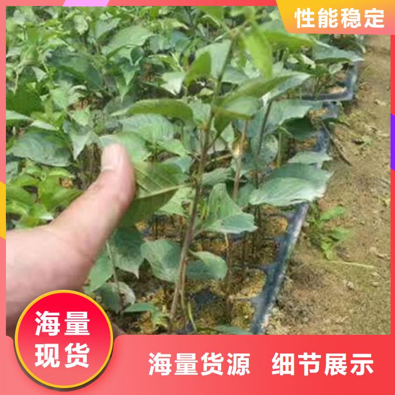 矮化大樱桃树苗种植技术好产品好服务