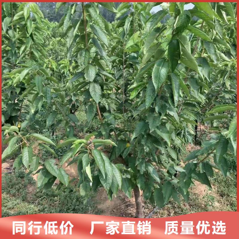 大樱桃苗种植基地丽江