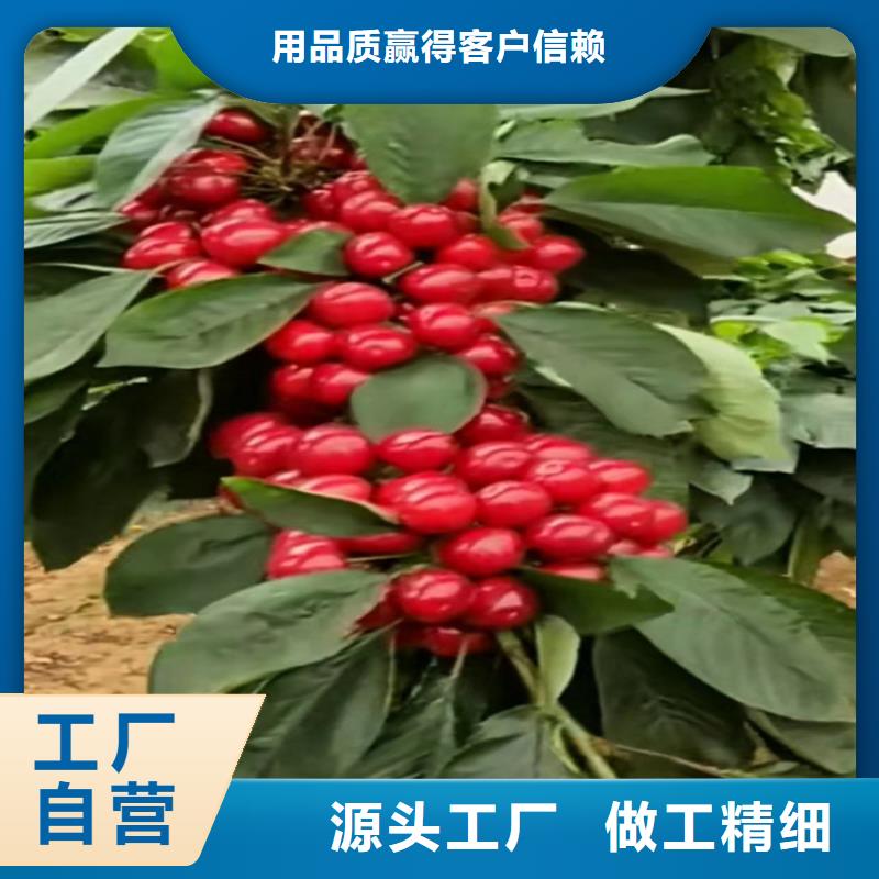 大樱桃树苗怎么卖型号全价格低