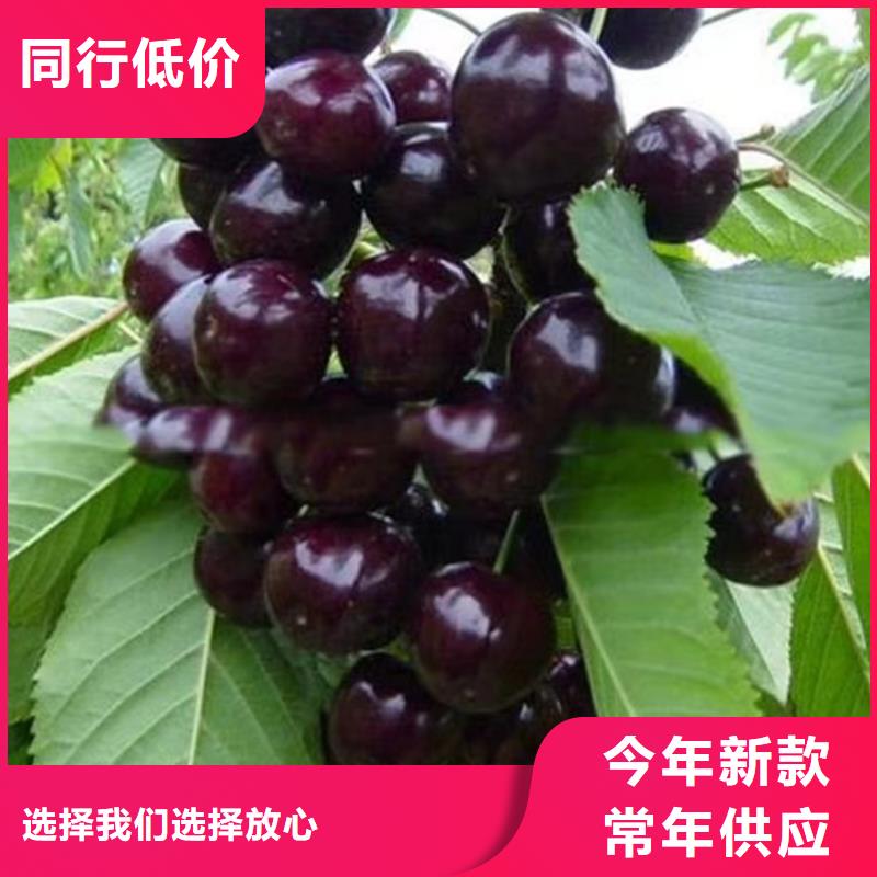 【樱桃】板栗苗品质服务诚信为本本地范围服务商