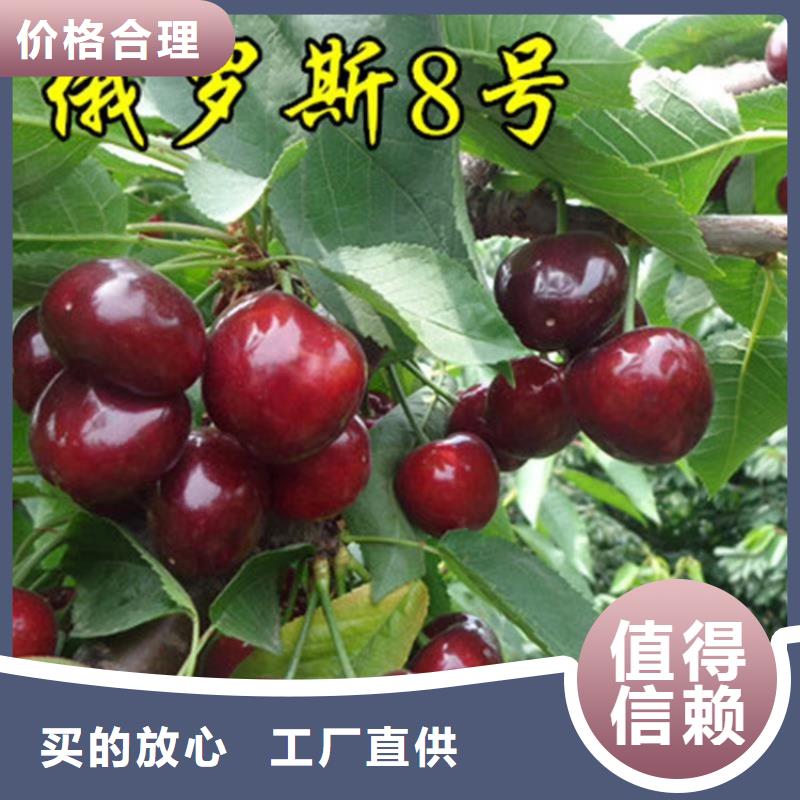 潮州樱桃樱桃苗支持定制