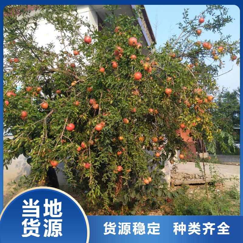 甜籽石榴苗经济效益甘孜