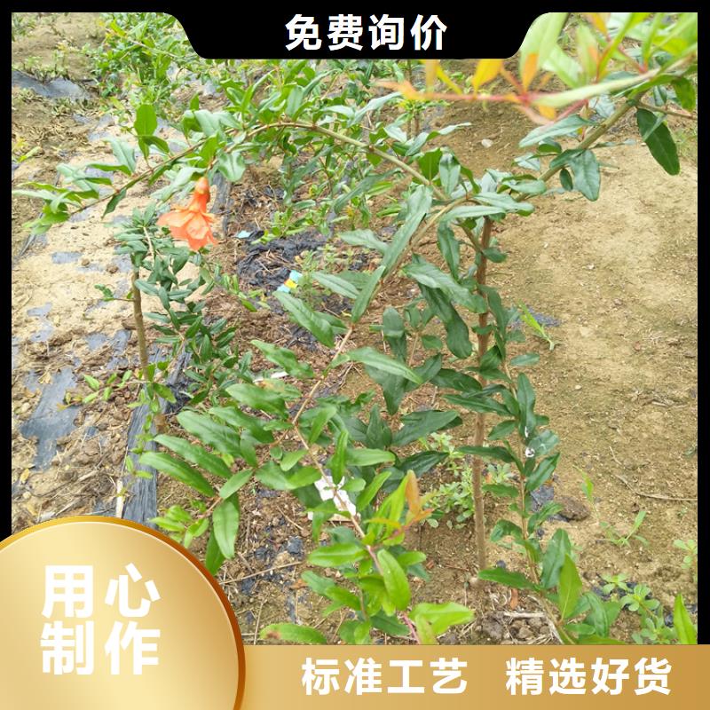 黑籽石榴树苗大棚种植量大更优惠