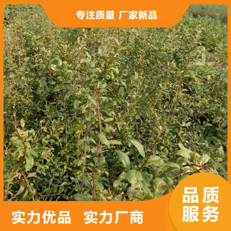 黑籽石榴苗种植技术大厂生产品质