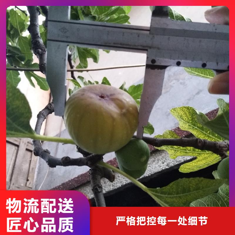 无花果_无花果苗型号齐全买的是放心