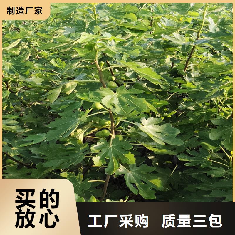 【平顶山无花果板栗苗把实惠留给您】