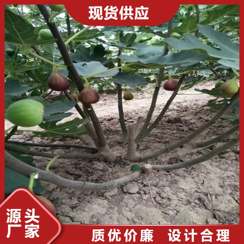 斯特拉无花果苗规格附近经销商