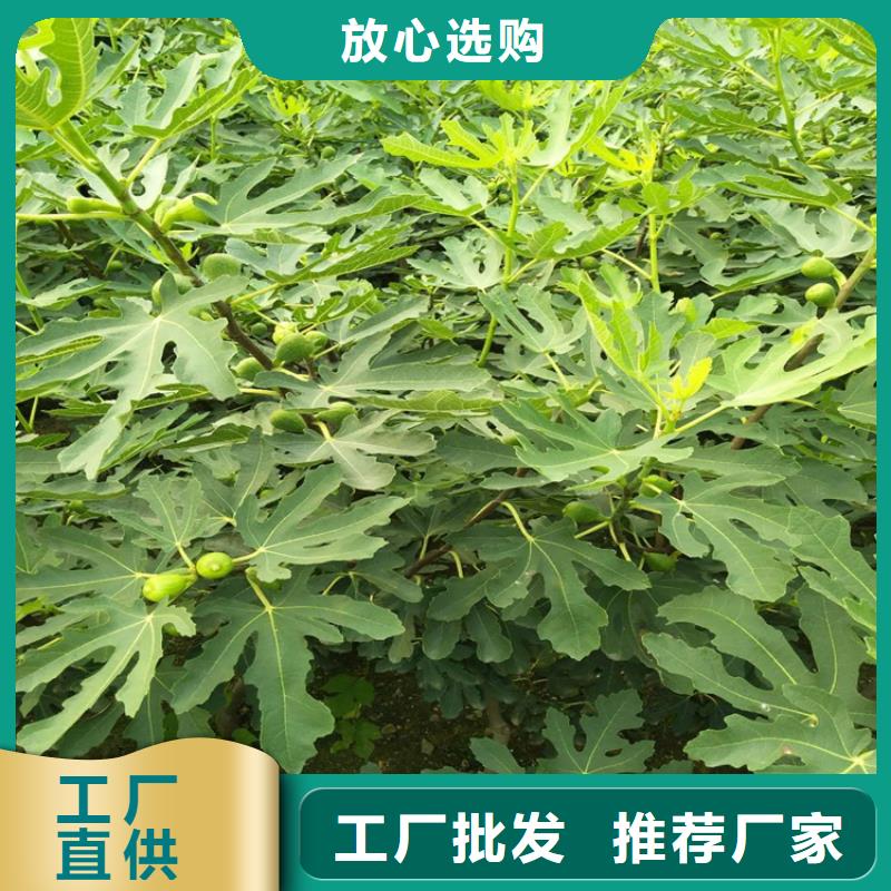 无花果 苹果苗按需设计同城区域厂家
