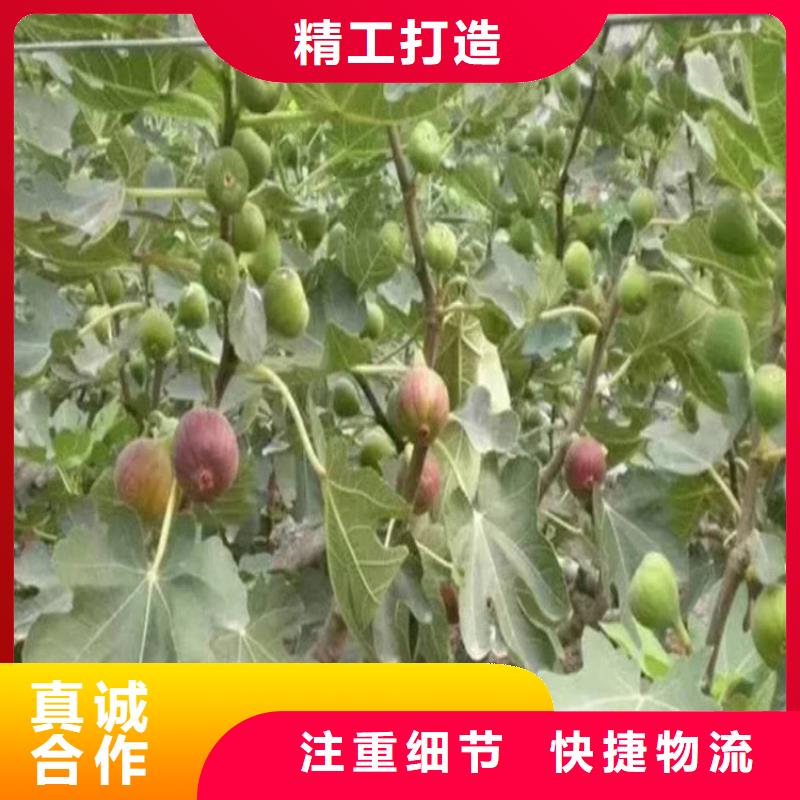 柳州无花果,【板栗苗】应用广泛