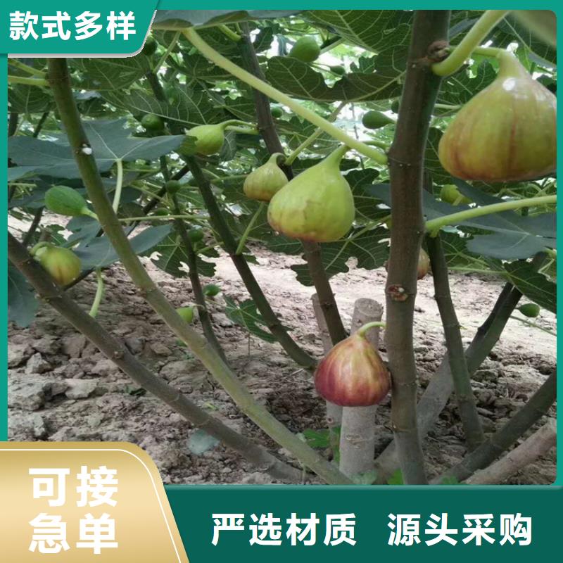 无花果树苗种植管理技术附近厂家