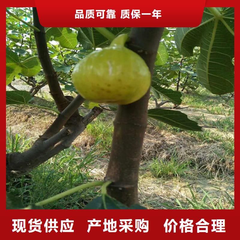 无花果樱桃苗实力雄厚品质保障行业优选