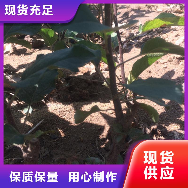 邵阳苹果苹果苗高质量高信誉