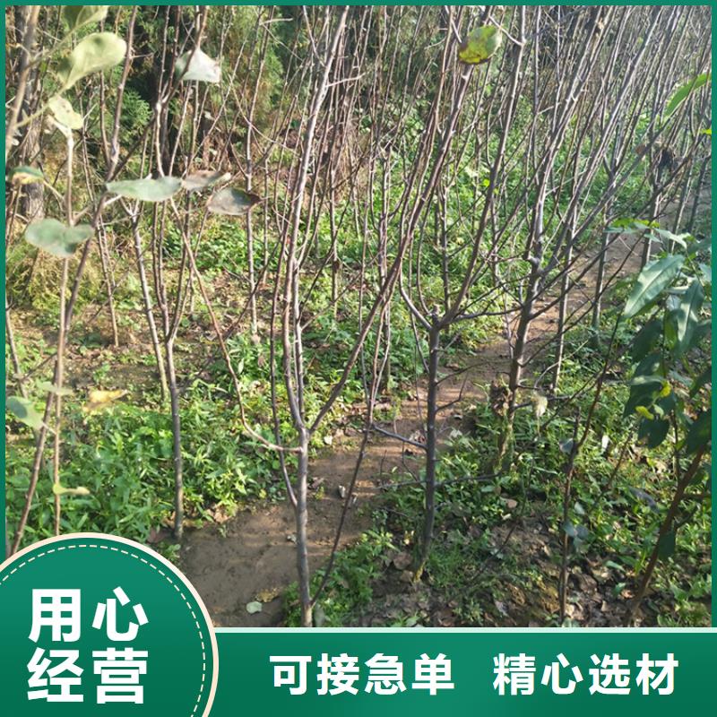 【苹果】奶油草莓一站式供应源头厂商