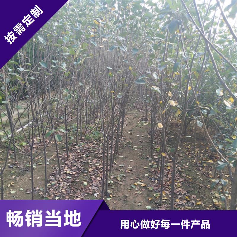 晚熟苹果苗露天种植通过国家检测