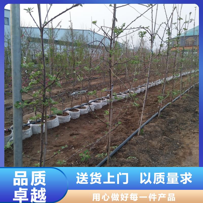 苹果李树苗海量现货敢与同行比质量