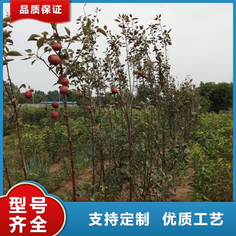 洛阳苹果草莓苗实体厂家