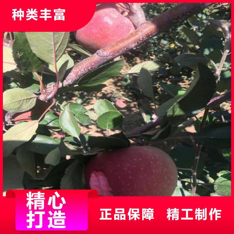 苹果-嘎啦苹果工厂批发专业生产品质保证