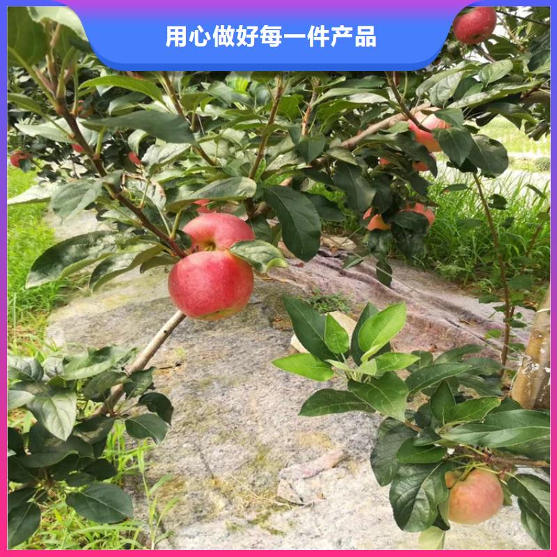 苹果苗种植基地厂家供应