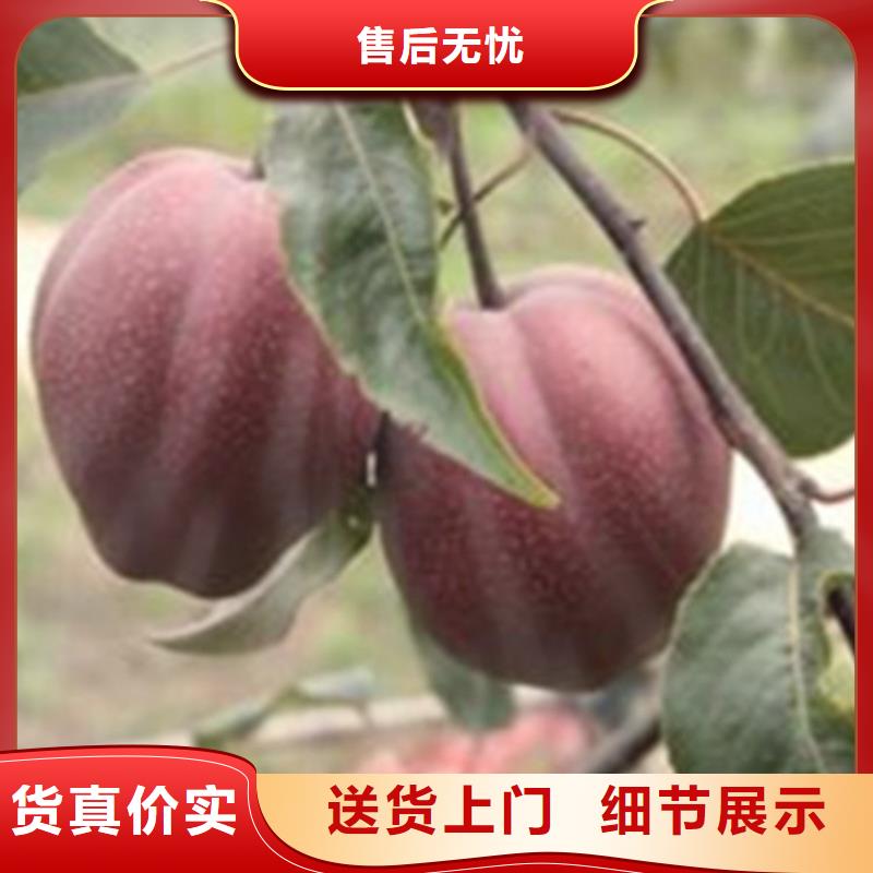 【河源梨树樱桃苗免费寄样】