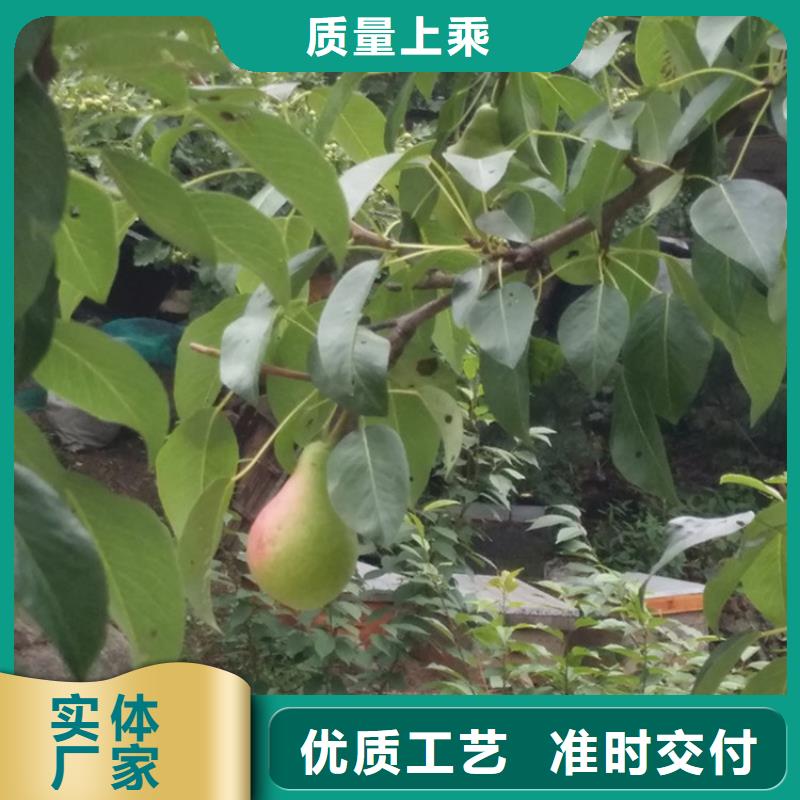 梨树板栗苗快速报价认准大品牌厂家