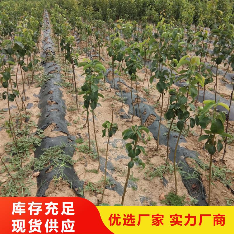 梨树石榴树苗质量层层把关厂家现货供应