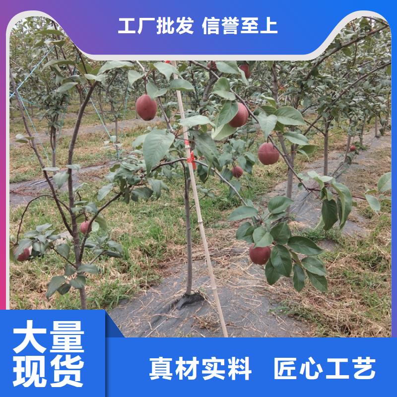 红梨树苗种植技术源头厂家