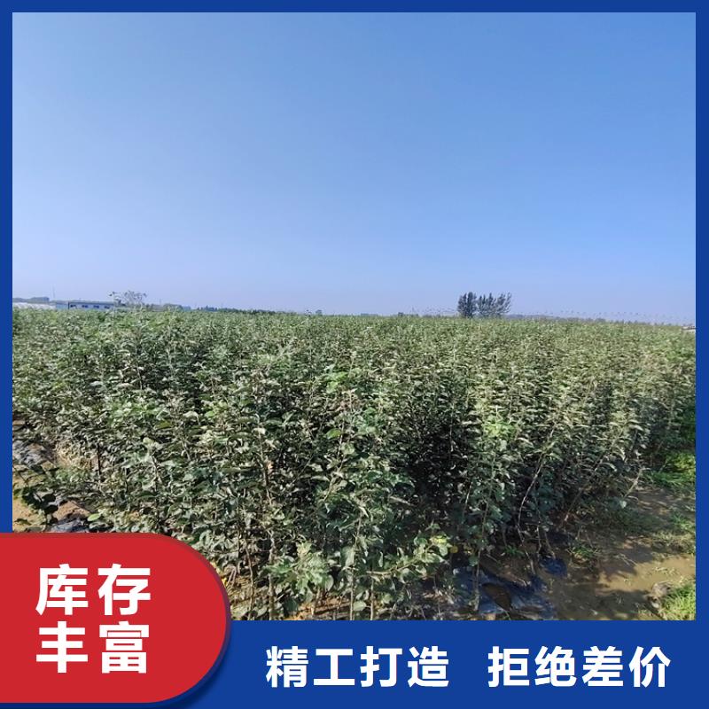 红梨树苗量大从优懂您所需