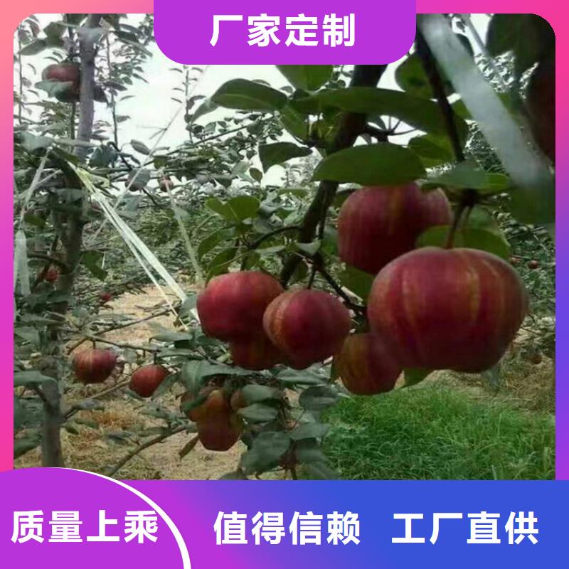 郑州梨树红颜草莓源头把关放心选购