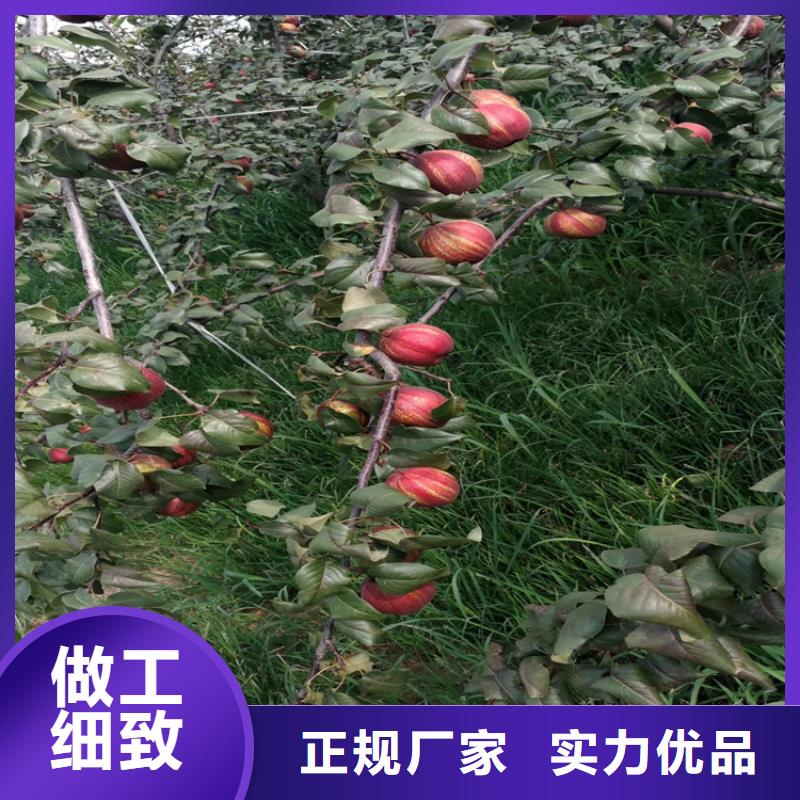 梨苗适合种植地区同城制造商