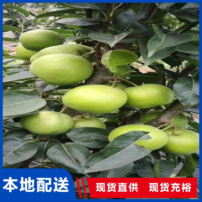 肇庆梨树桃树苗批发供应