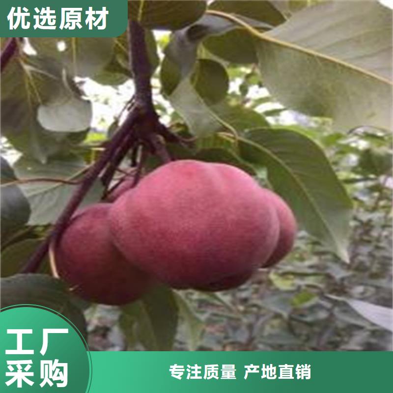 彩虹梨树苗露天种植当地公司