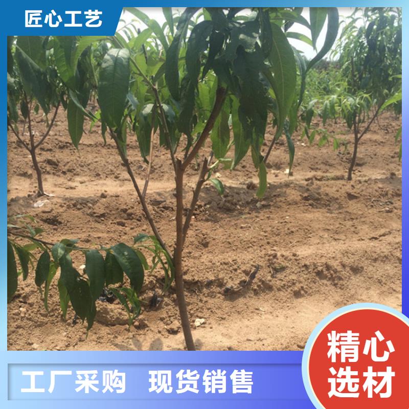 桃-杏树苗源厂直销品质保证实力见证