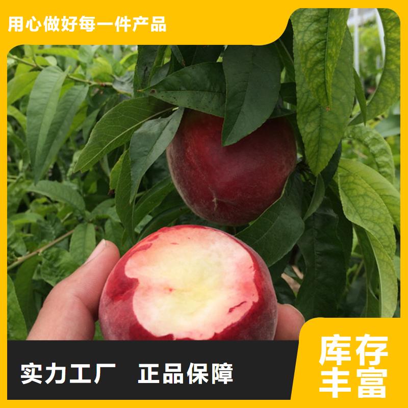常德桃 板栗苗可定制