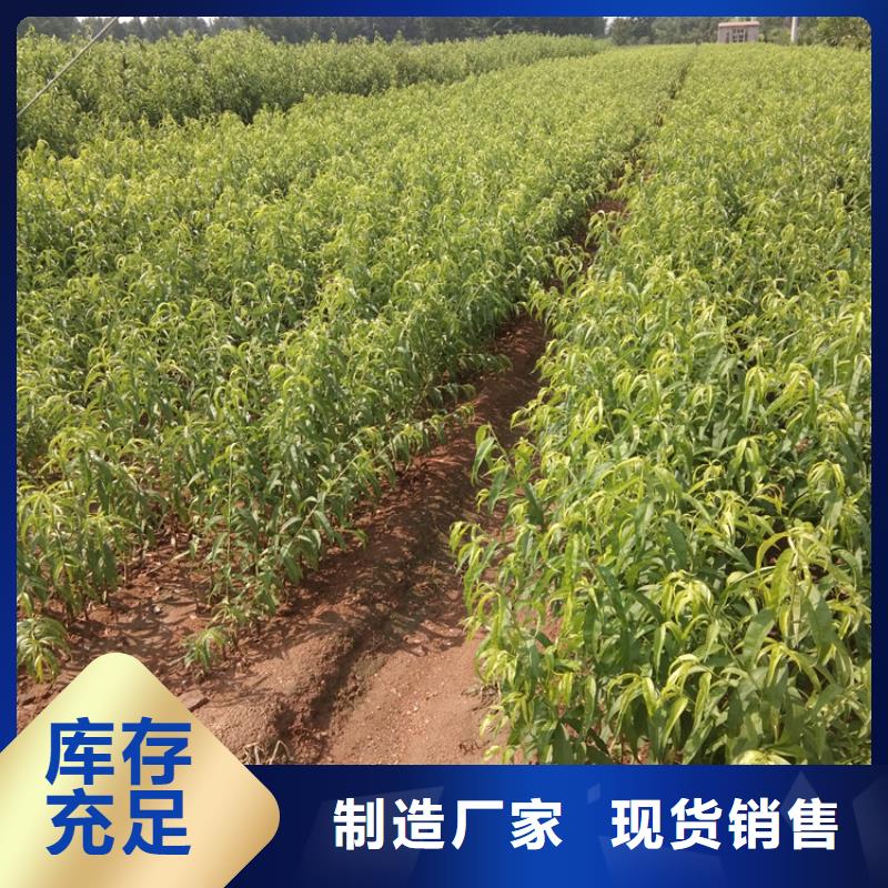 晚熟桃树苗新奇品种精心打造