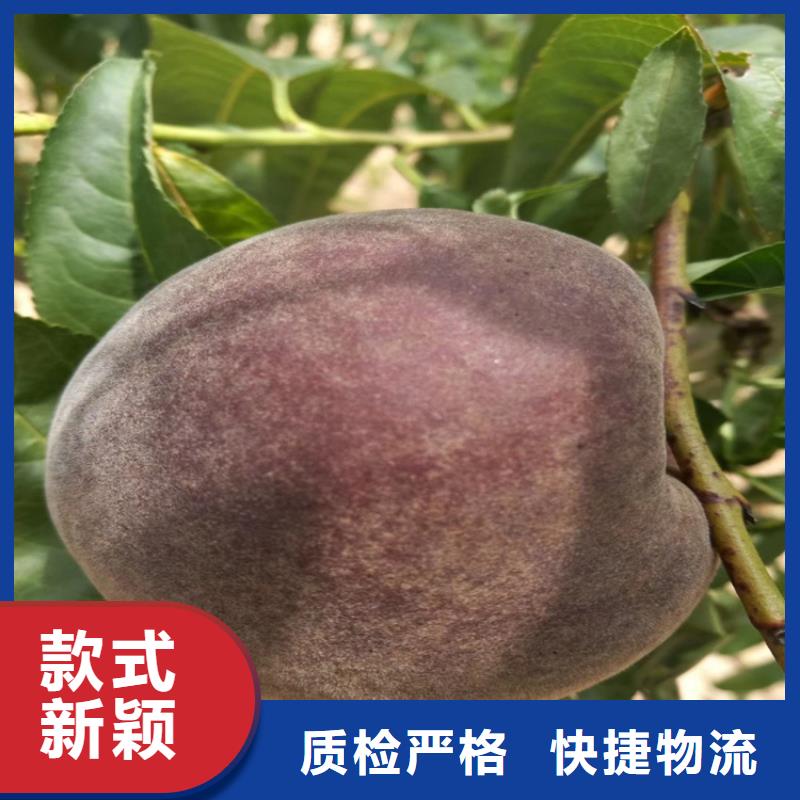 十堰桃无花果苗种类丰富