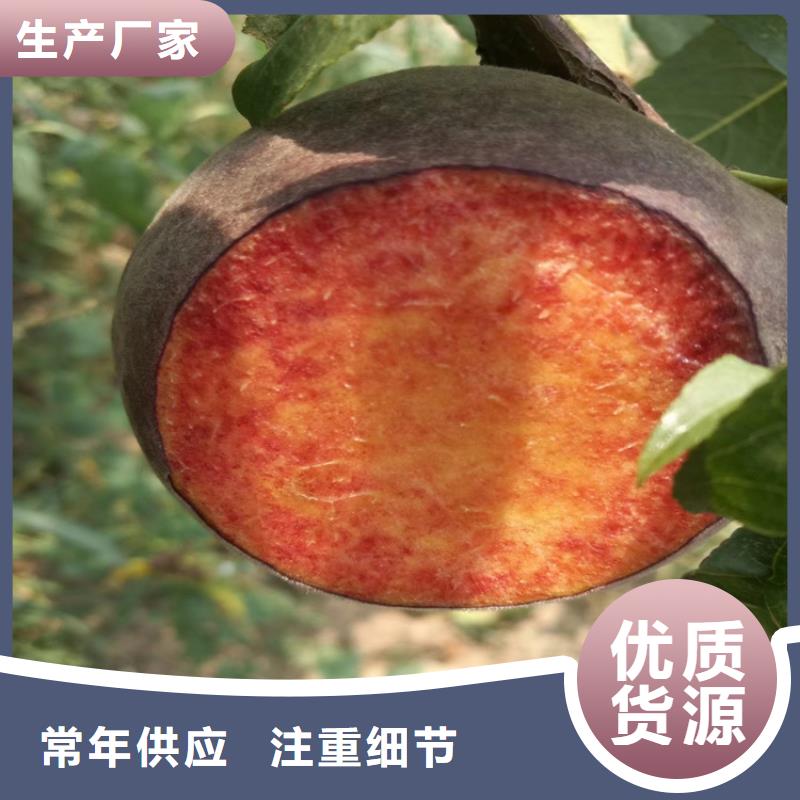 黄冈桃_葡萄苗厂家大量现货