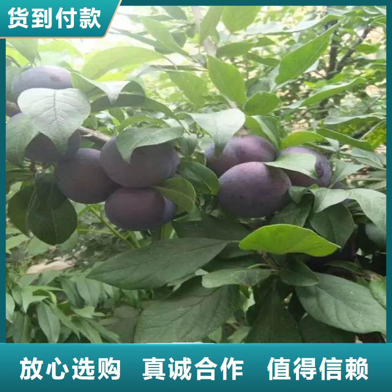 娄底李子石榴苗支持拿样