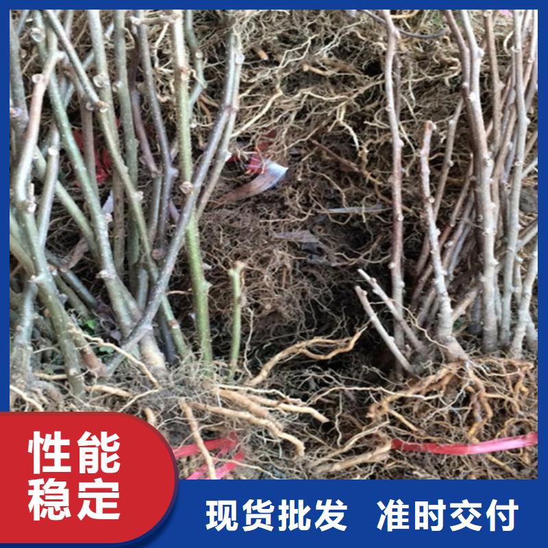 猕猴桃【苹果苗】48小时发货生产厂家