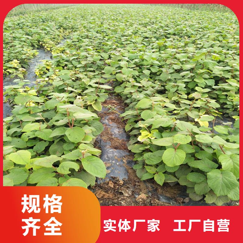 肇庆【猕猴桃】石榴树厂家直营