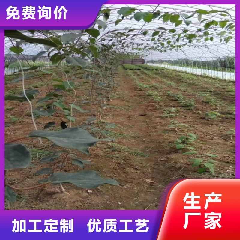 【猕猴桃】苹果苗支持批发零售推荐厂家